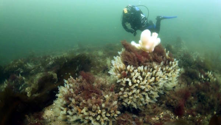 A diver surveying the nature-rich seabed in Arran’s no-take zone - photo by COAST) 
