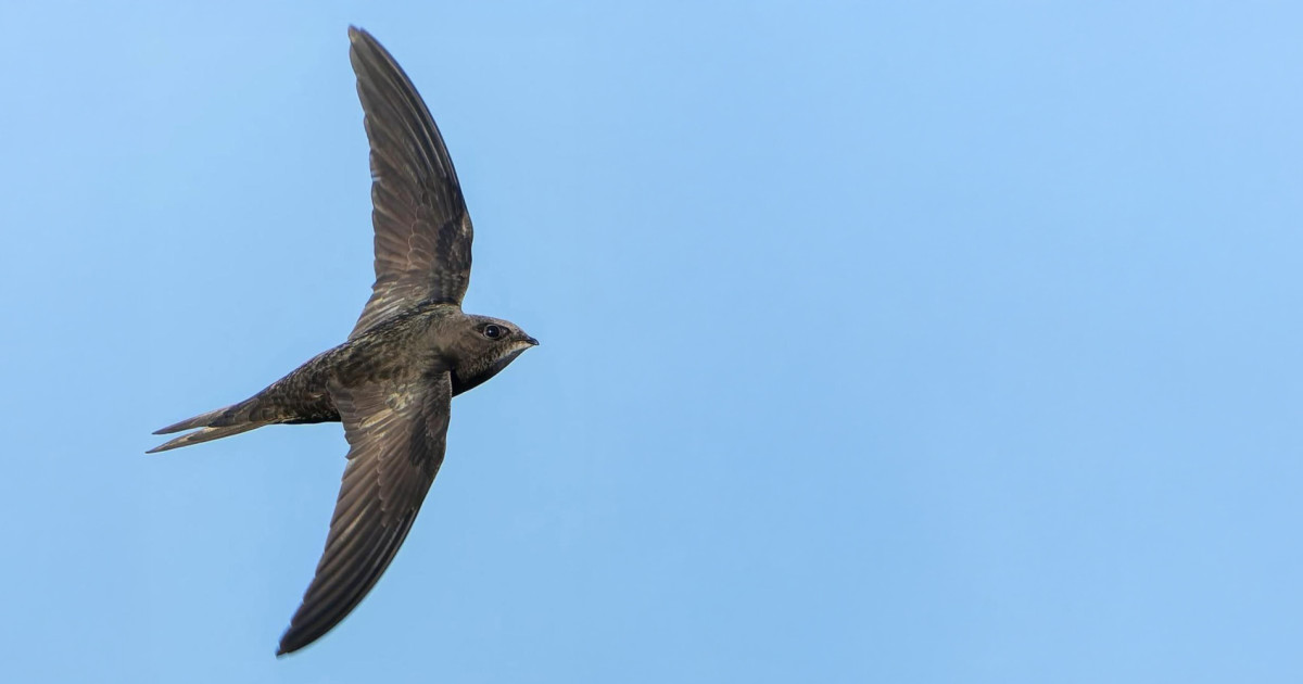 Common Swift in flight