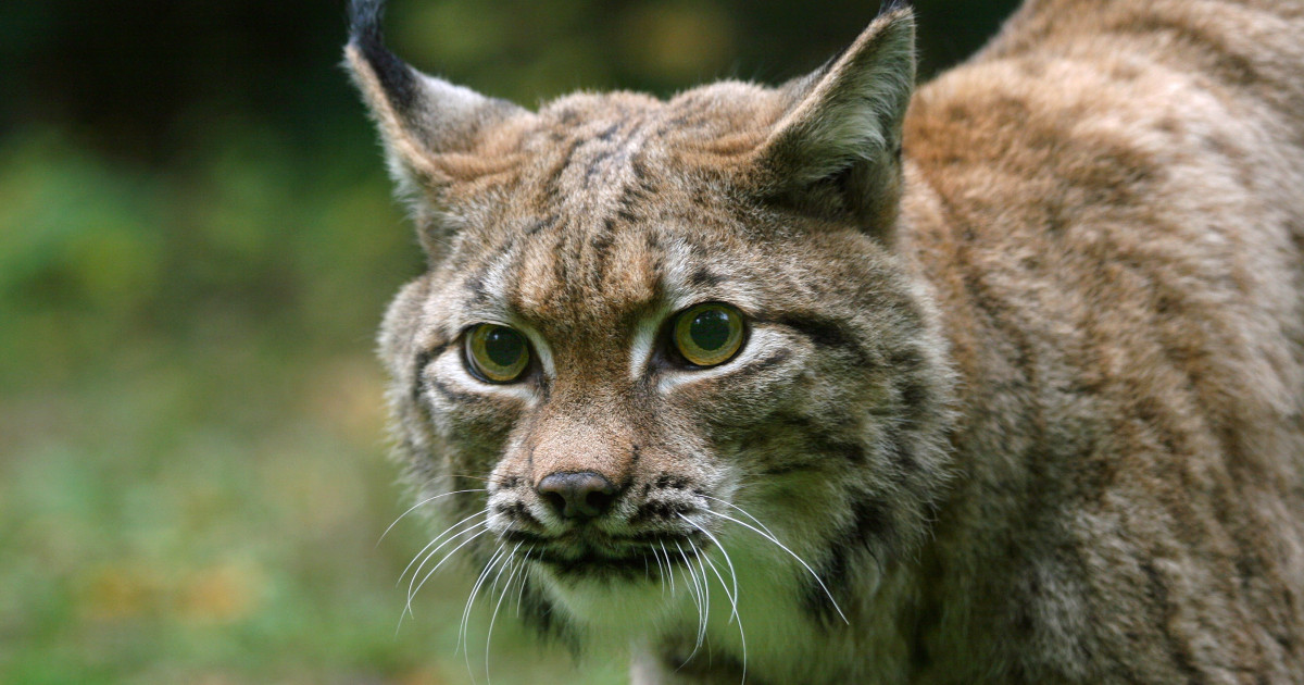 Close up photo of a wild Lynx