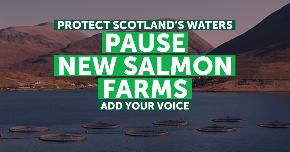 Protect Scotland's waters. Pause new salmon farms. Add your voice.