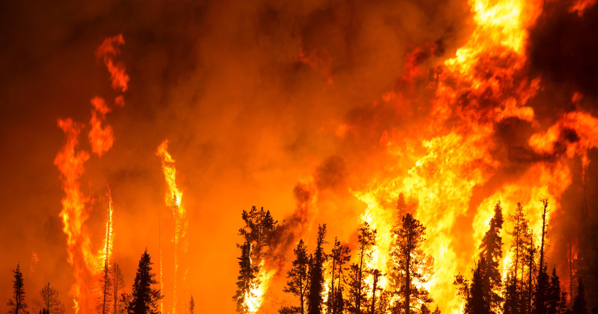 A wildfire sweeps through a forest.