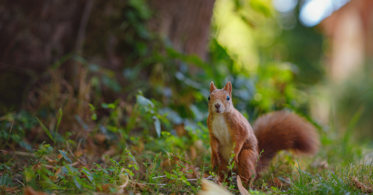 A close up photo of a red squirrel looking at the camera while under a tree.